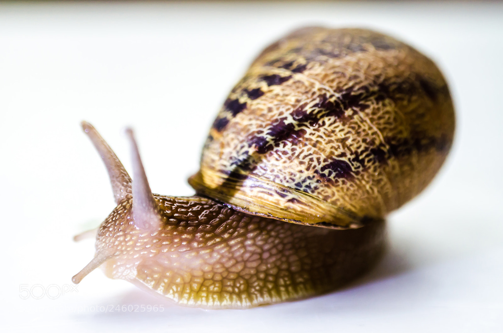Nikon D5100 sample photo. Snail on white background photography