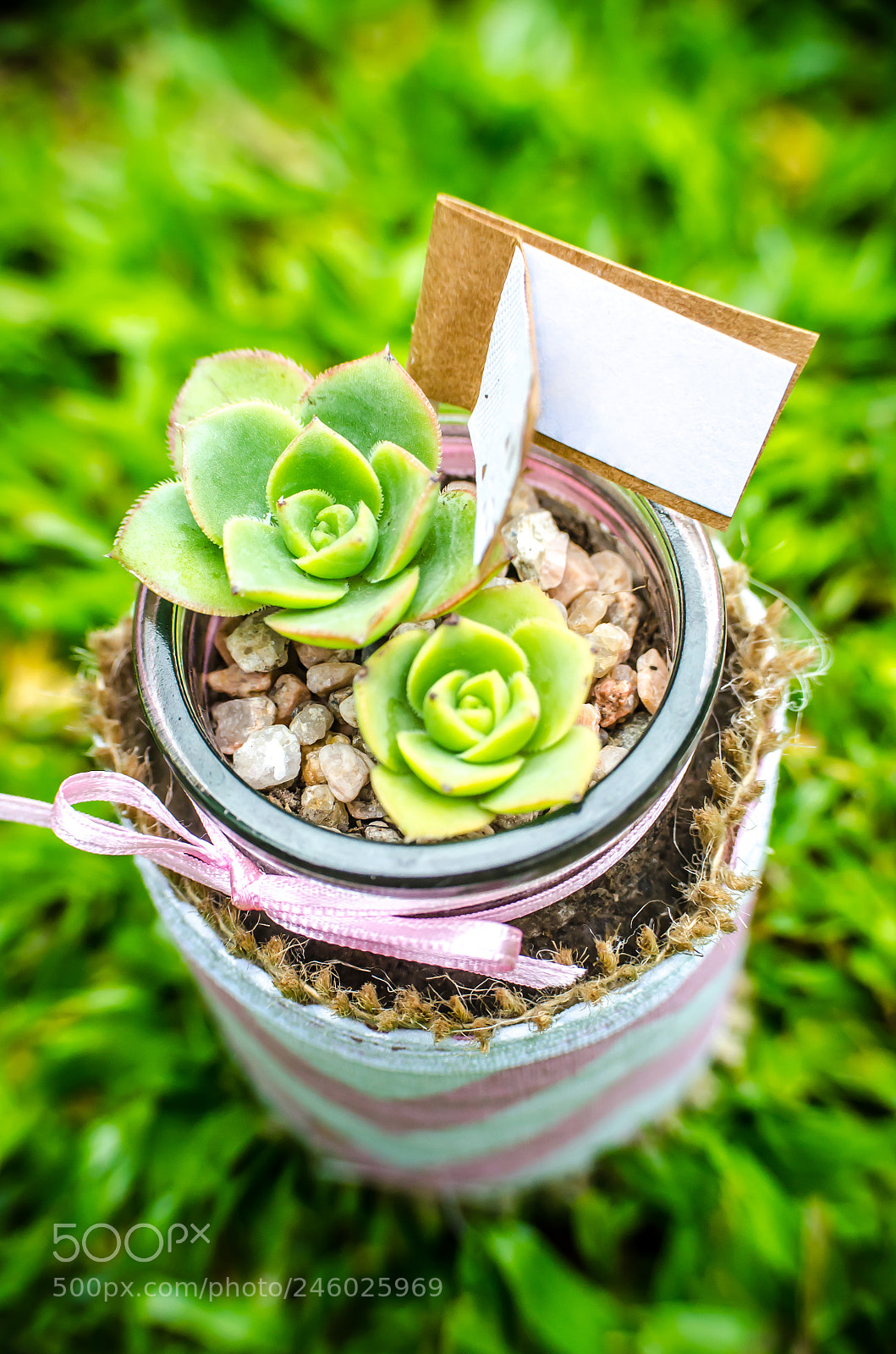 Nikon D5100 sample photo. Souvenir green plant with photography