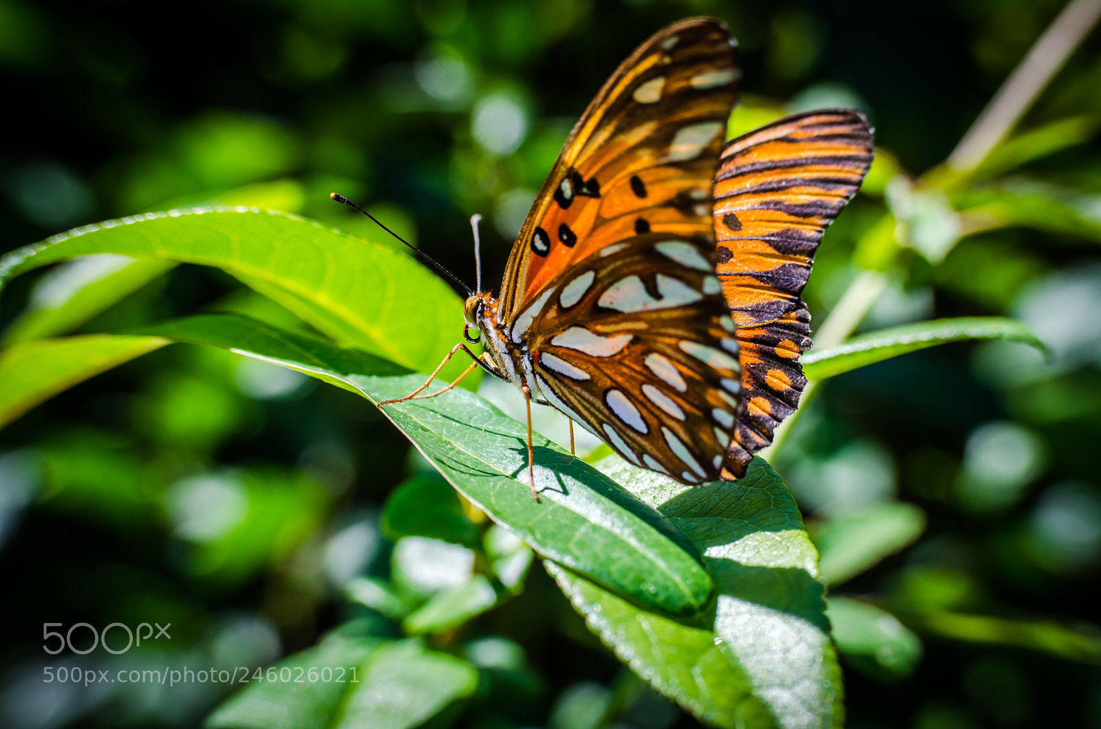 Nikon D5100 sample photo. Butterfly orange. green leaves. photography