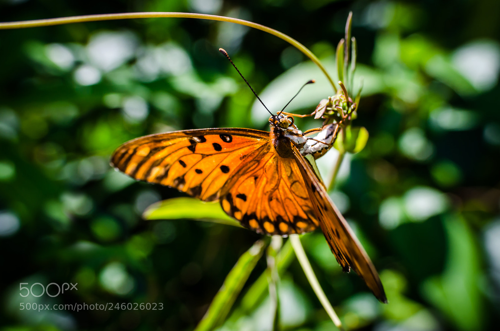 Nikon D5100 sample photo. Butterfly orange green photography