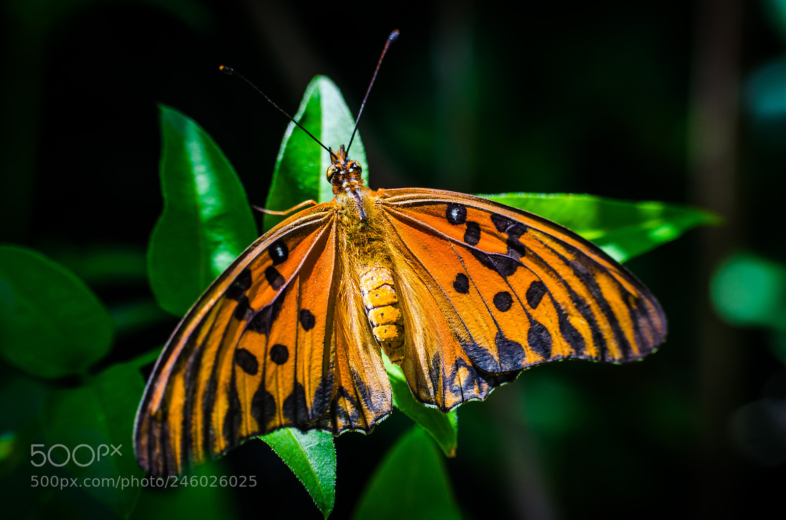 Nikon D5100 sample photo. Orange butterfly photography