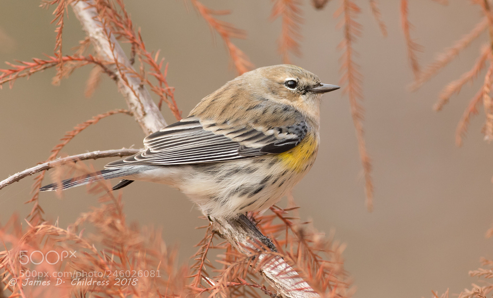 Canon EOS 7D Mark II sample photo. Yellow-rumped warbler photography