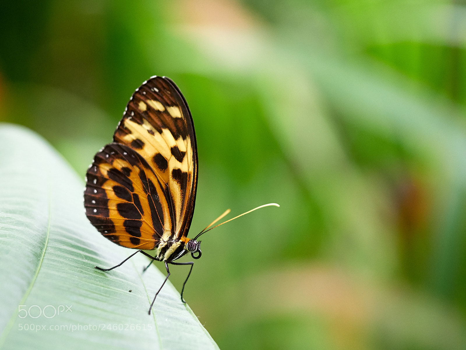 Panasonic DMC-G81 sample photo. Once a year you photography
