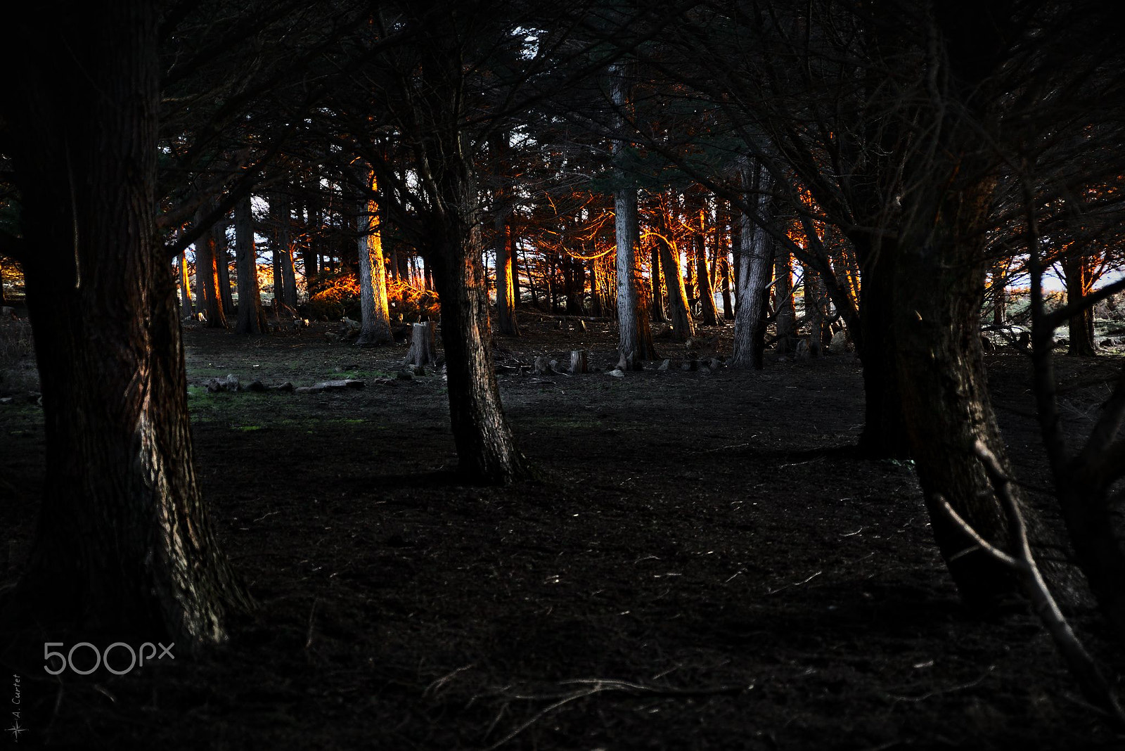 Canon EF 300mm F2.8L IS II USM sample photo. I see fire photography
