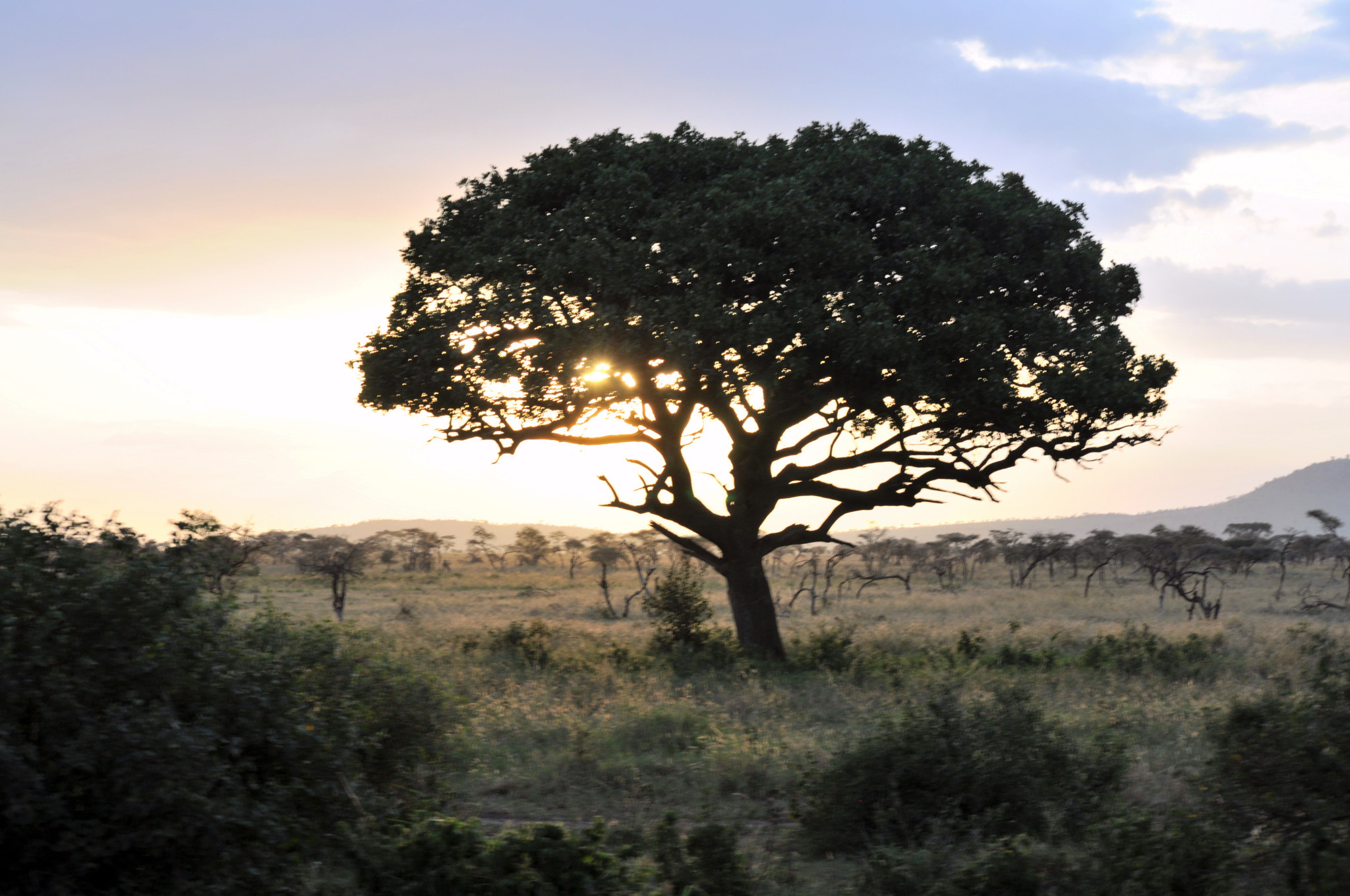 Nikon D90 sample photo. Tree in the savanna photography