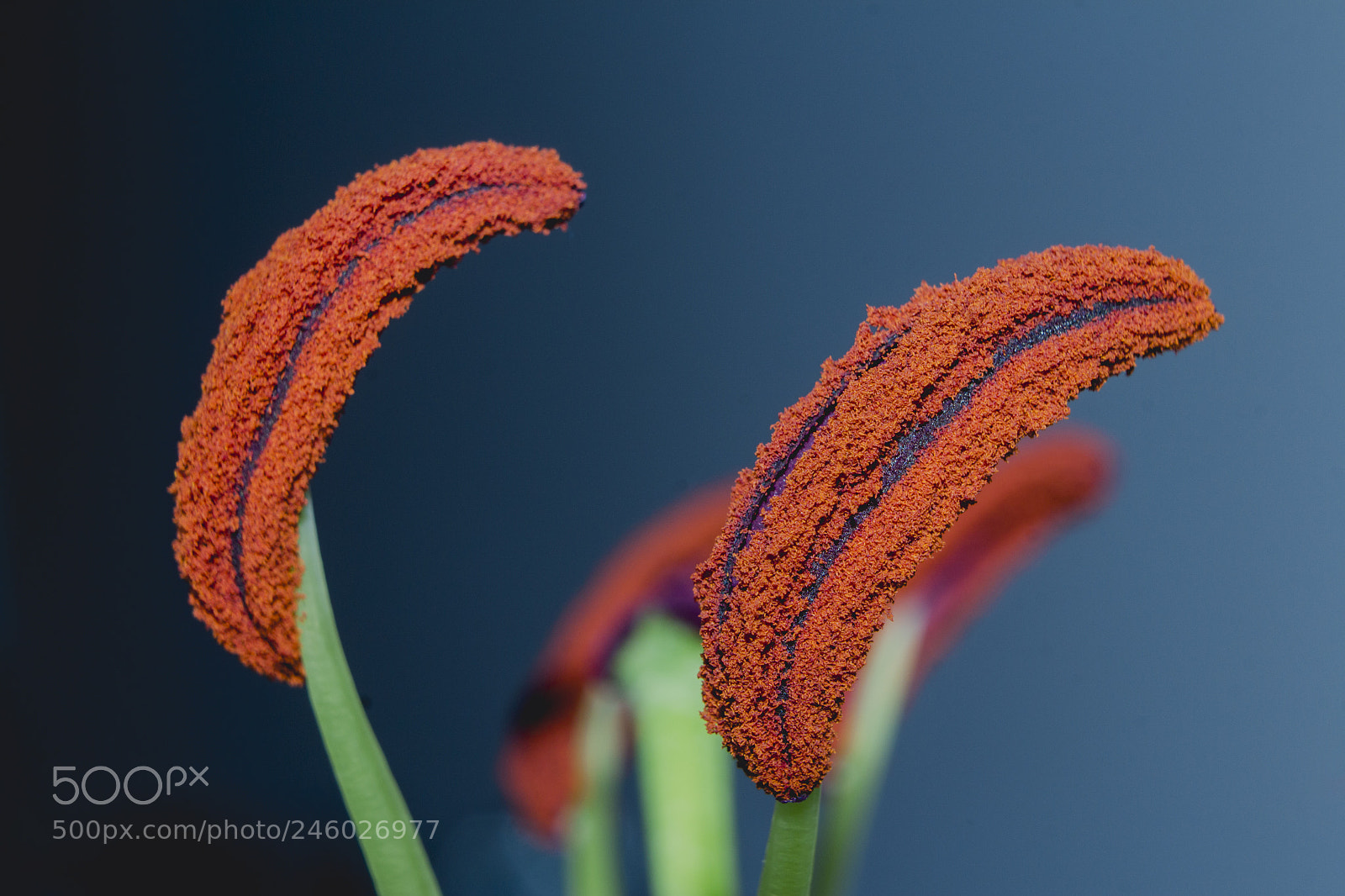 Canon EOS 650D (EOS Rebel T4i / EOS Kiss X6i) sample photo. Lily stamen photography