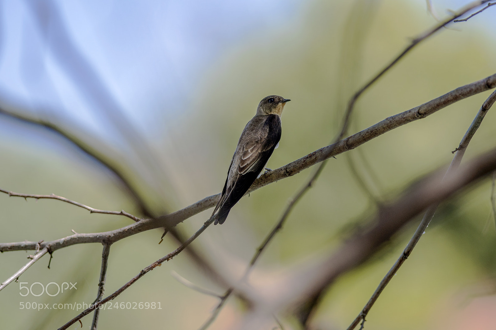 Nikon D500 sample photo. Spring messenger photography
