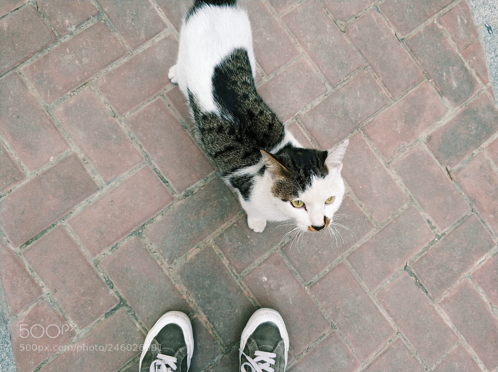Xiaomi MI6 sample photo. Stray cat photography