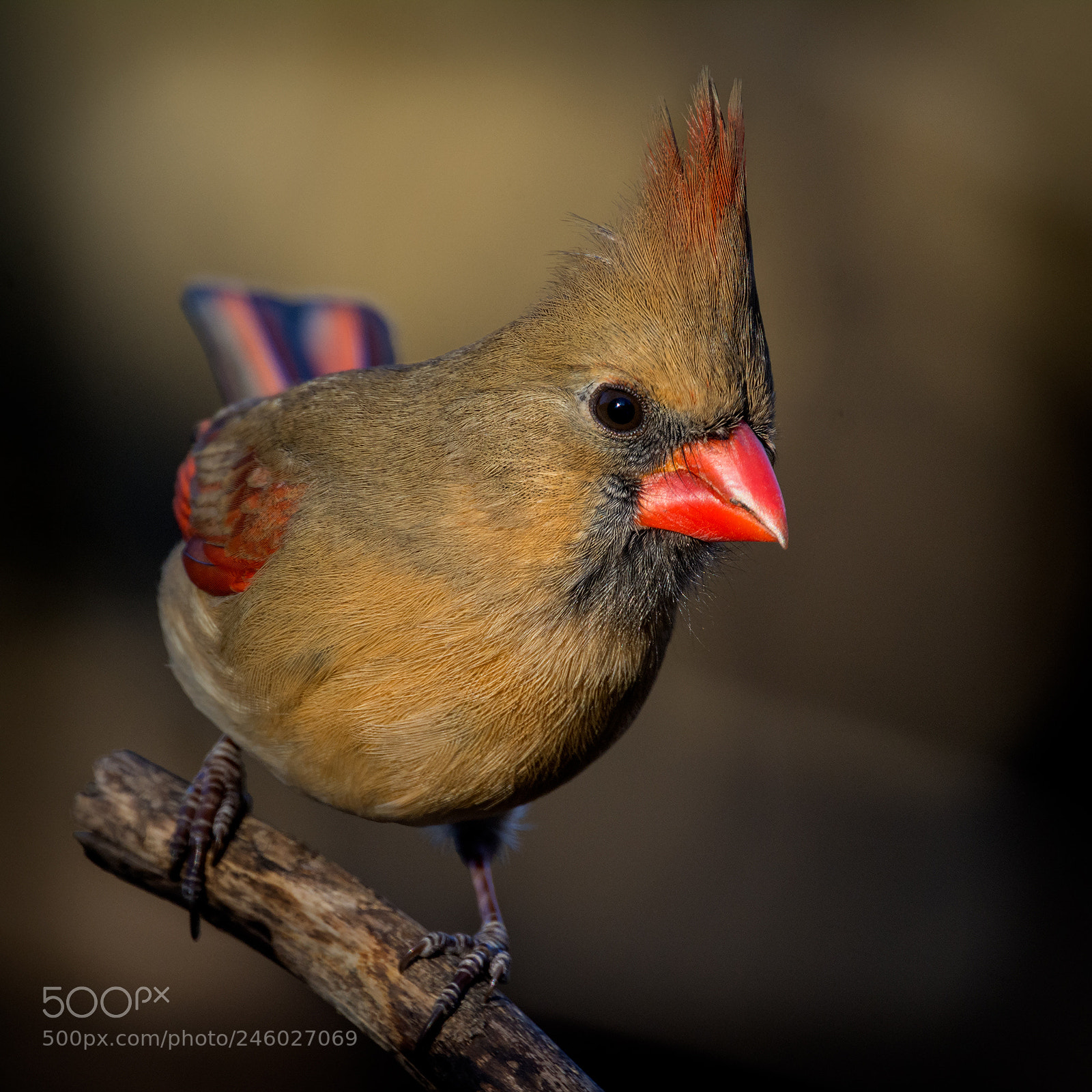 Nikon D7100 sample photo. Female northern cardinal photography