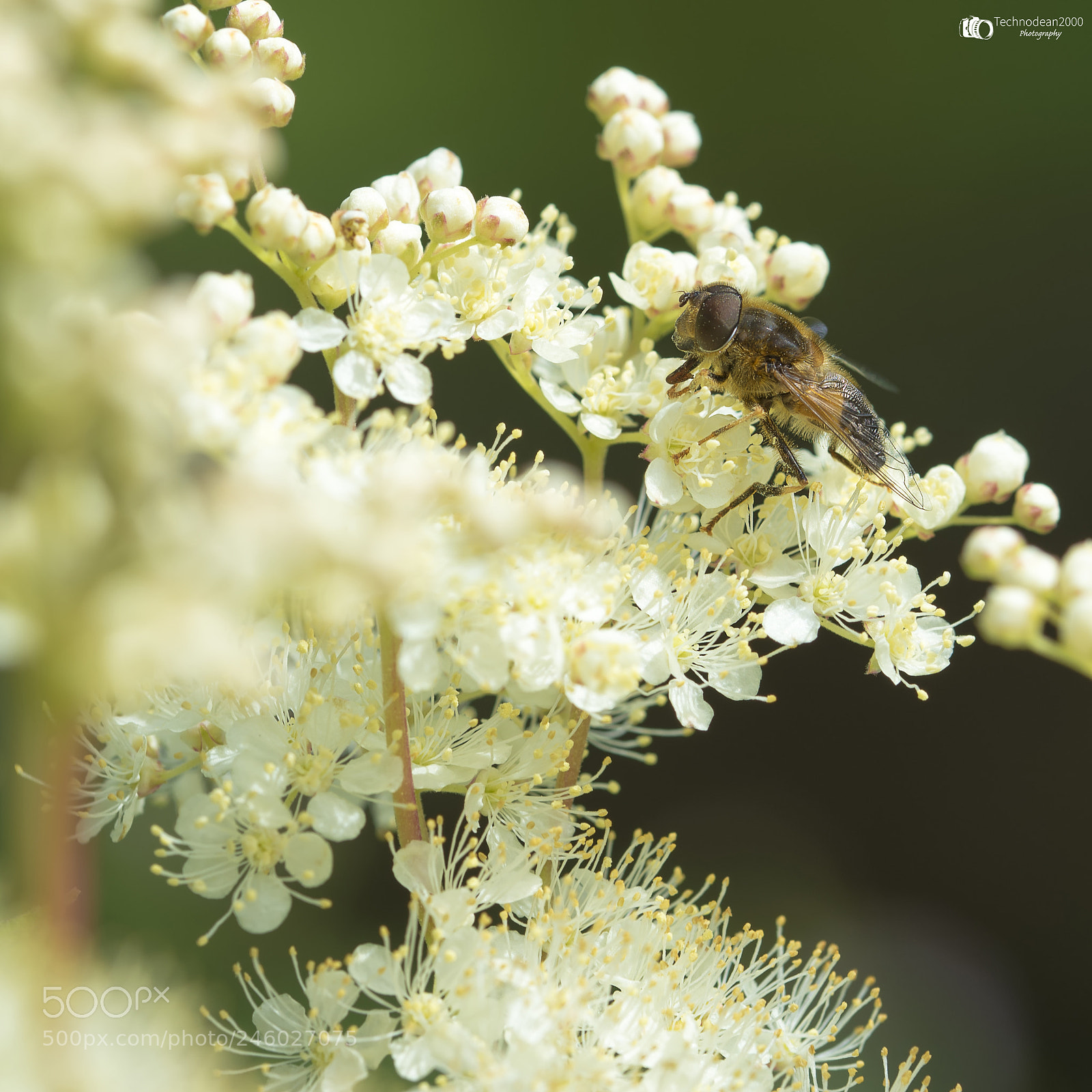Nikon D610 sample photo. Collection day photography