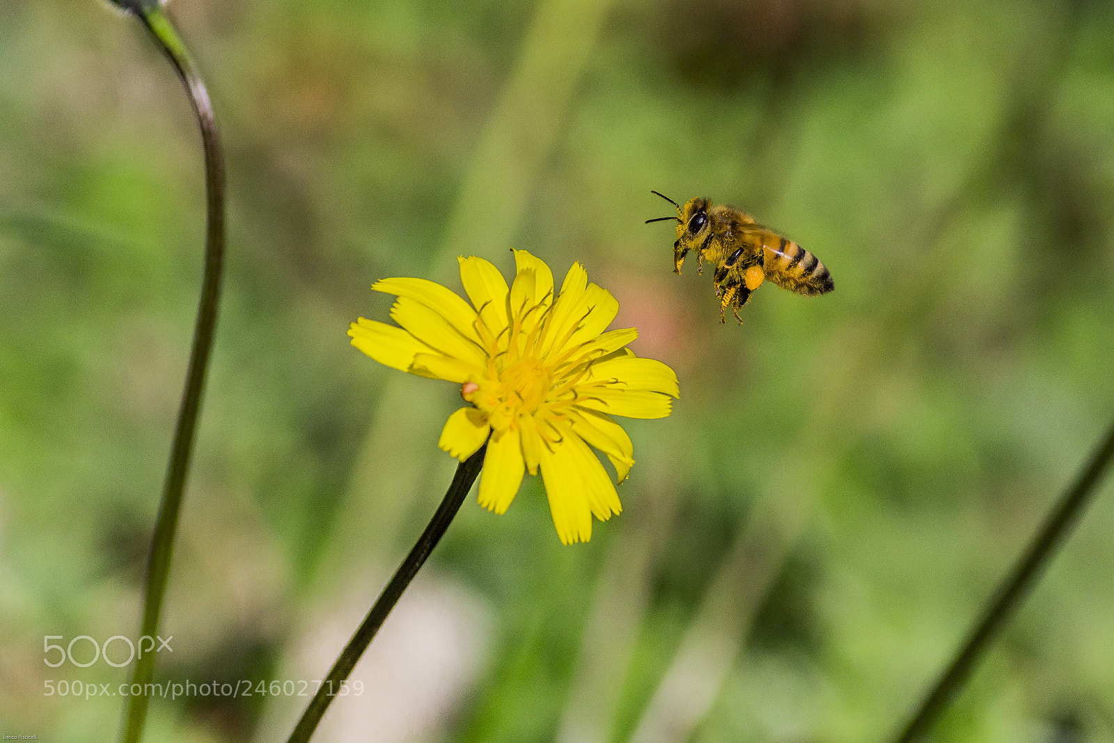 Canon EOS 700D (EOS Rebel T5i / EOS Kiss X7i) sample photo. Ape photography