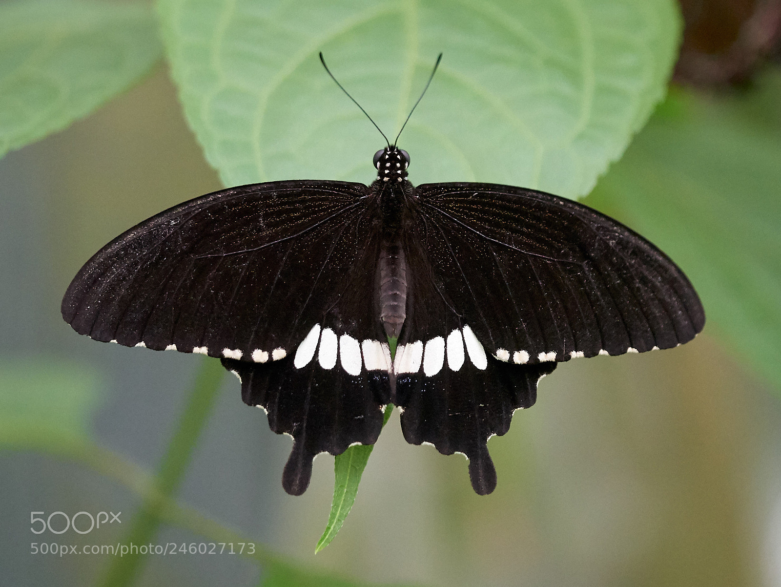 Panasonic DMC-G81 sample photo. South american butterflies at photography