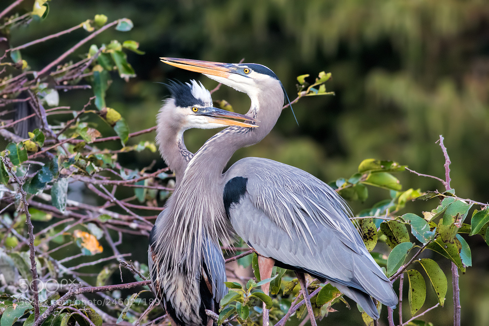 Canon EOS 7D Mark II sample photo. Great blue heron couple photography
