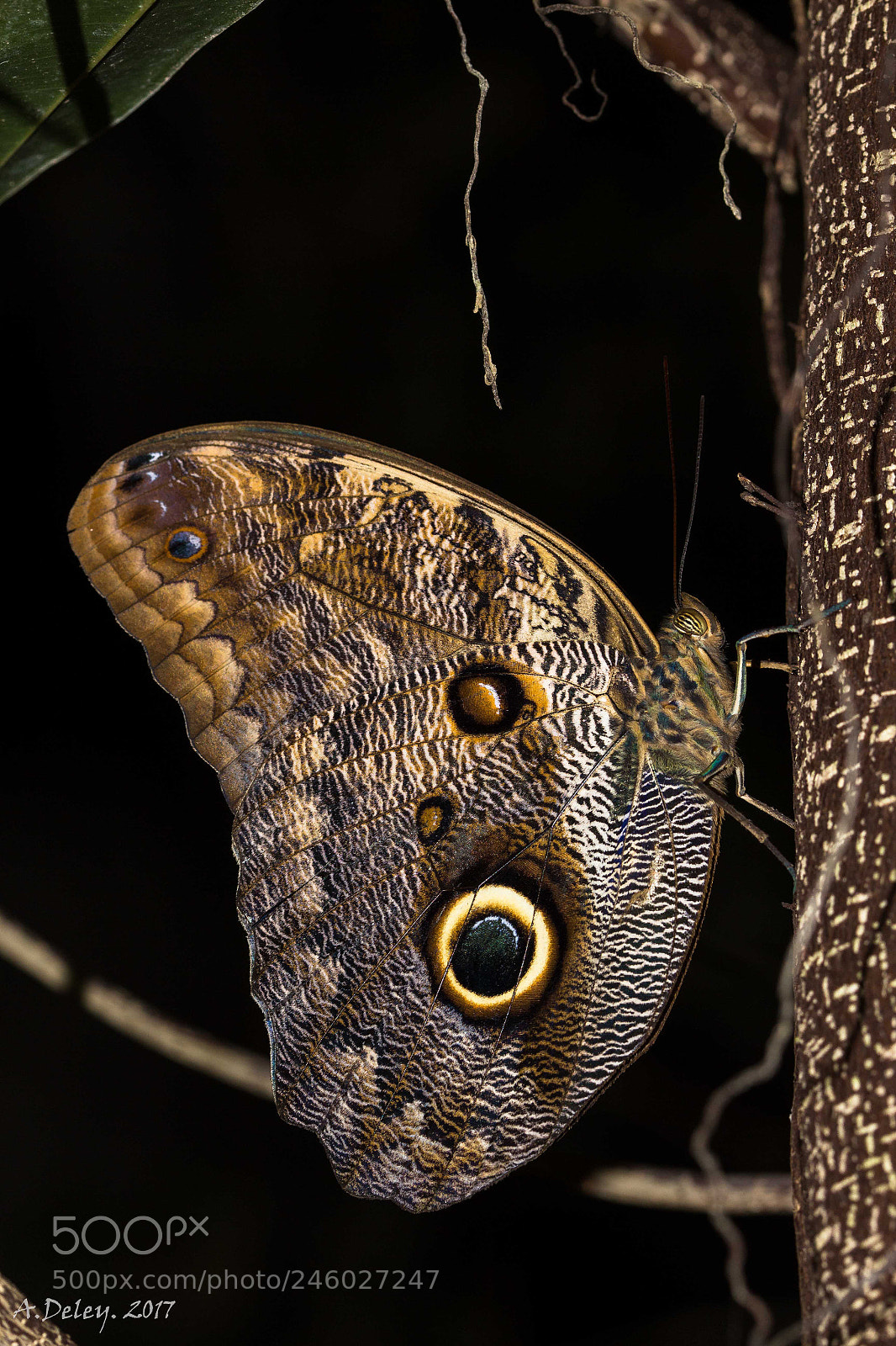 Canon EOS 700D (EOS Rebel T5i / EOS Kiss X7i) sample photo. Forest giant owl photography