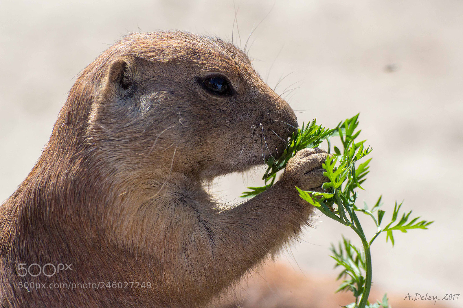 Canon EOS 700D (EOS Rebel T5i / EOS Kiss X7i) sample photo. Prairie dog with some photography