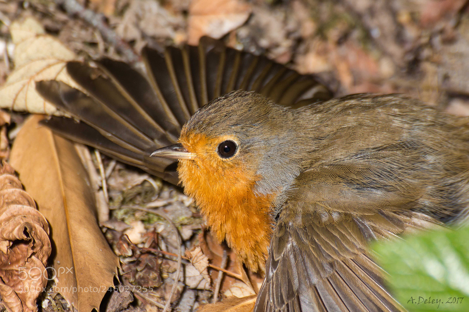 Canon EOS 700D (EOS Rebel T5i / EOS Kiss X7i) sample photo. European robin sunbathing photography