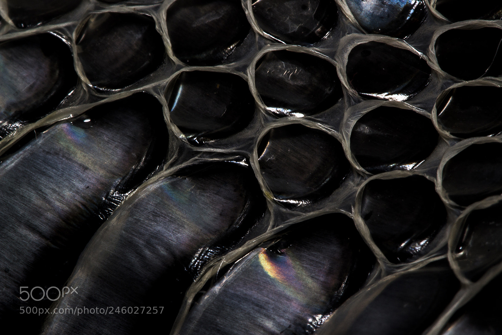 Canon EOS 700D (EOS Rebel T5i / EOS Kiss X7i) sample photo. Snakeskin photography