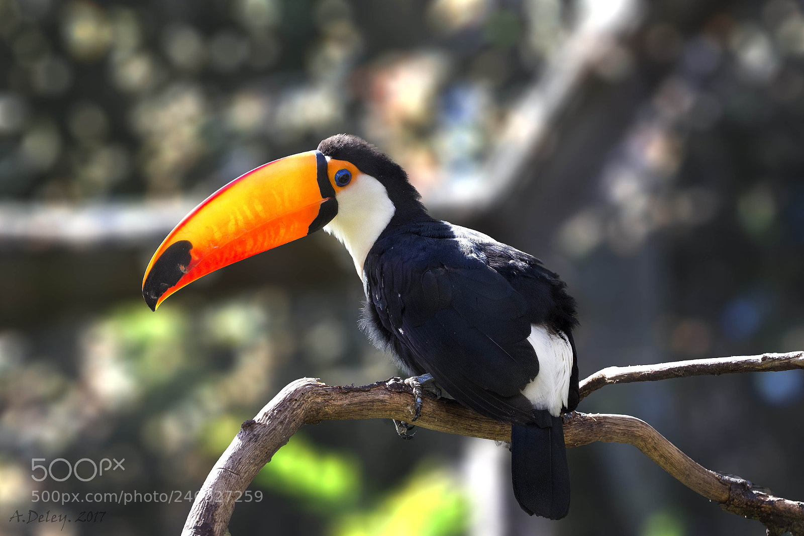 Canon EOS 700D (EOS Rebel T5i / EOS Kiss X7i) sample photo. Toco toucan photography