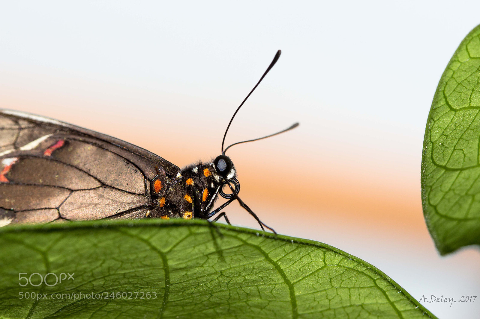 Canon EOS 700D (EOS Rebel T5i / EOS Kiss X7i) sample photo. Tropical butterfly photography