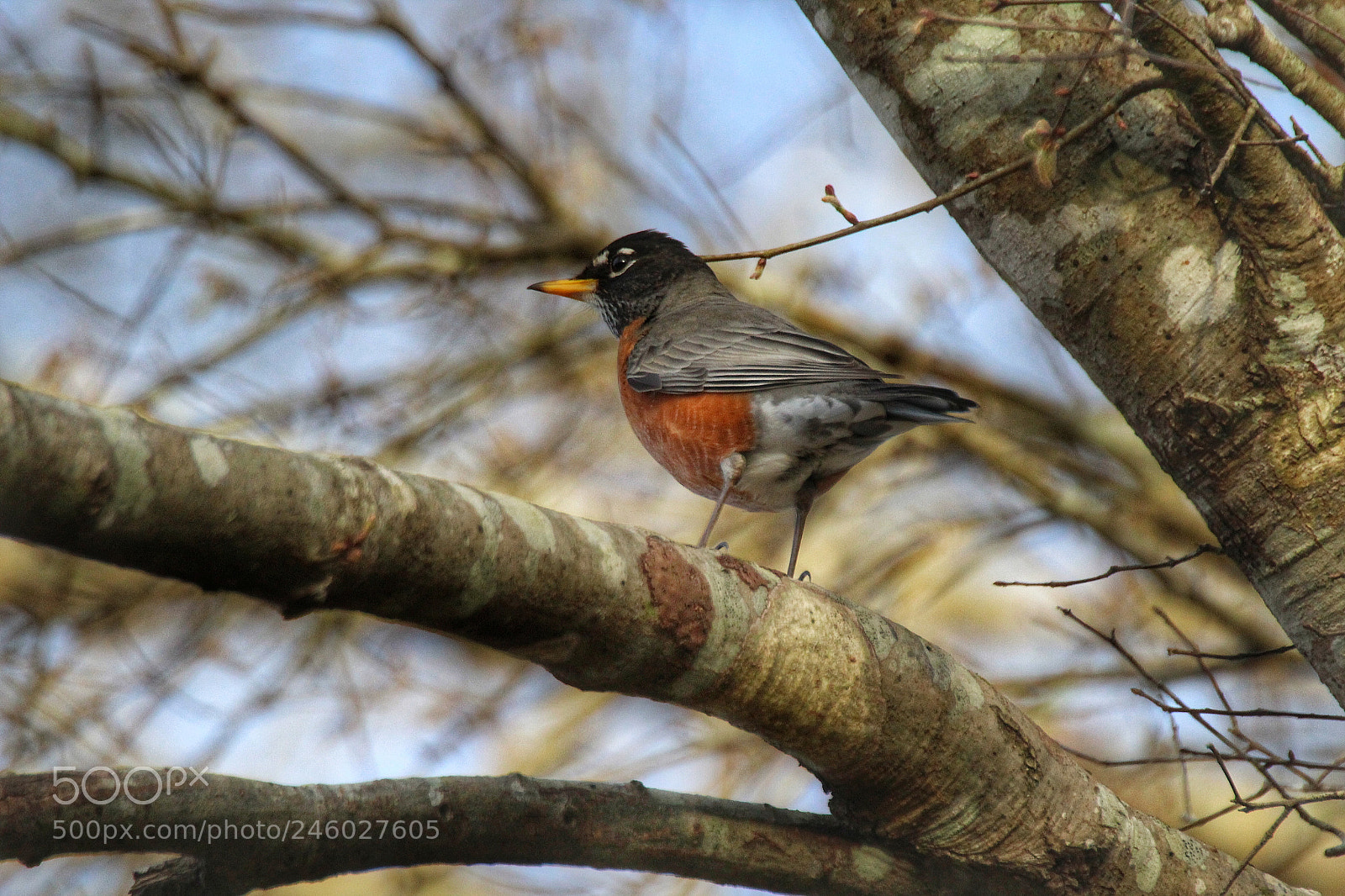 Canon EOS 1200D (EOS Rebel T5 / EOS Kiss X70 / EOS Hi) sample photo. American robin photography