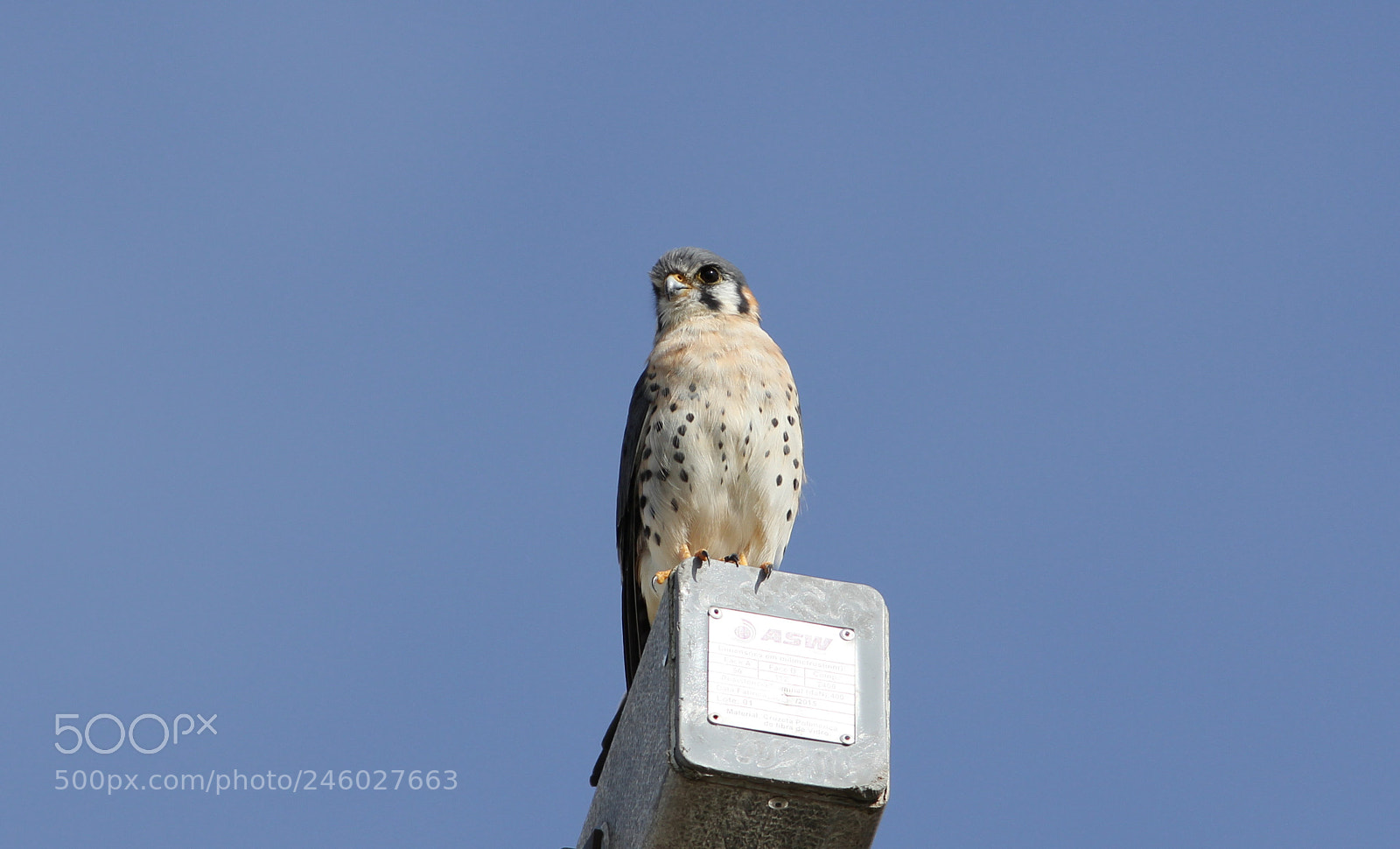 Canon EOS 60D sample photo. Img photography