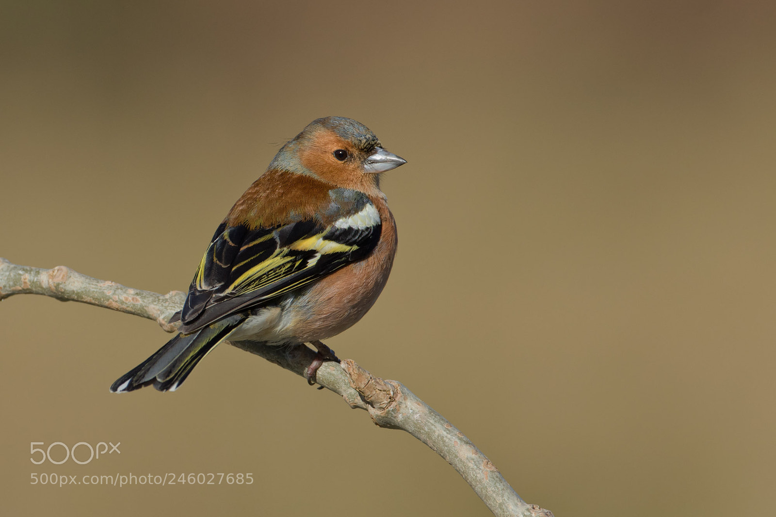 Canon EOS 7D Mark II sample photo. Chaffinch photography