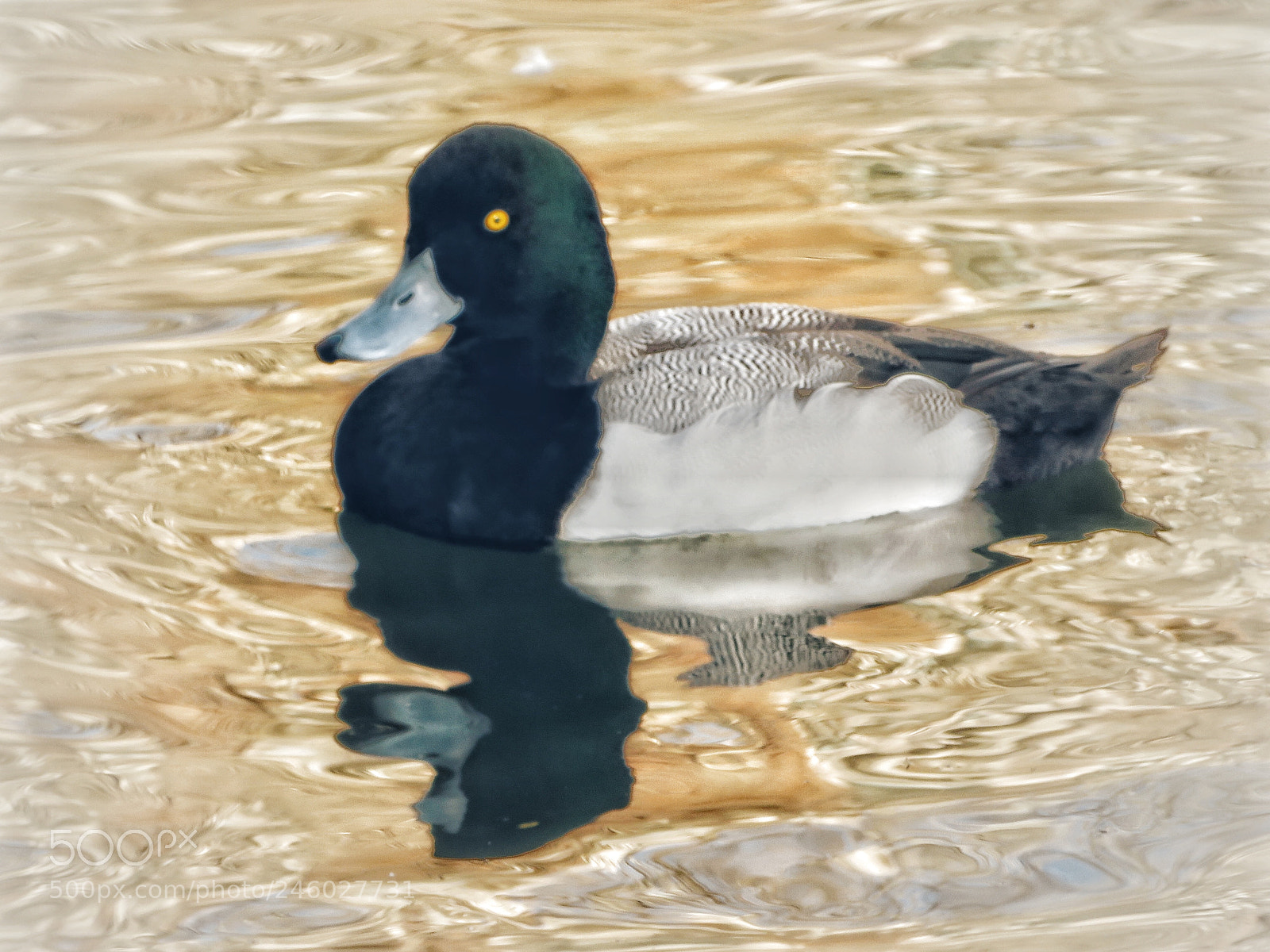 Canon PowerShot SX720 HS sample photo. On golden pond photography