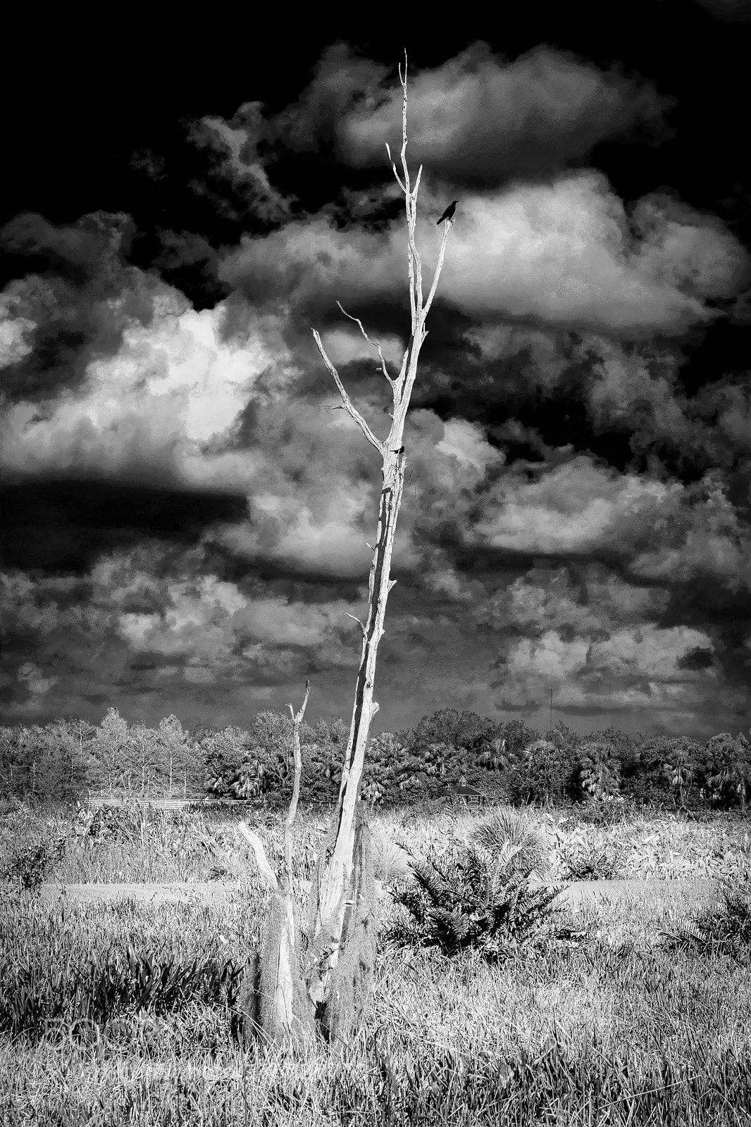 Nikon D7100 sample photo. Wetlands photography