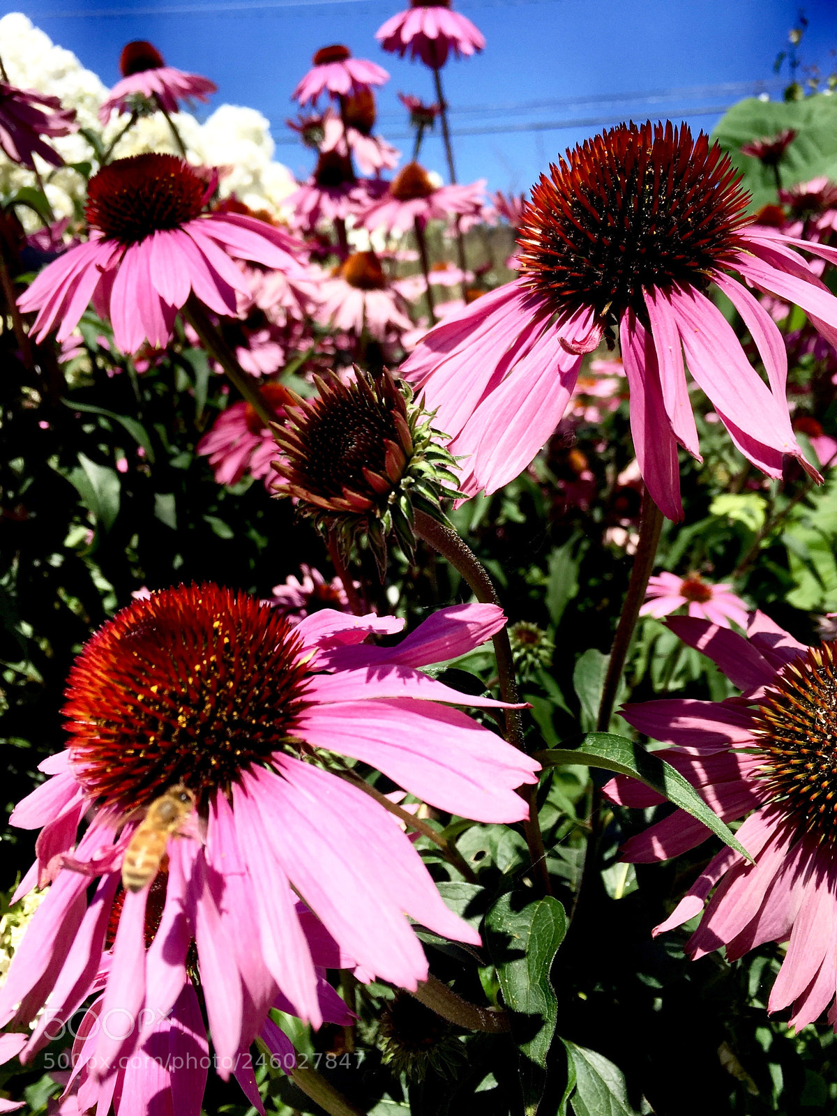 Apple iPhone 6 sample photo. Bee and flowers on photography