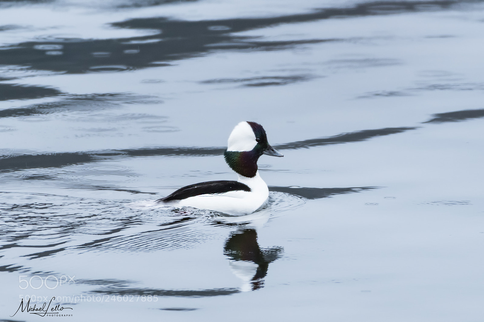 Nikon D500 sample photo. Bufflehead photography