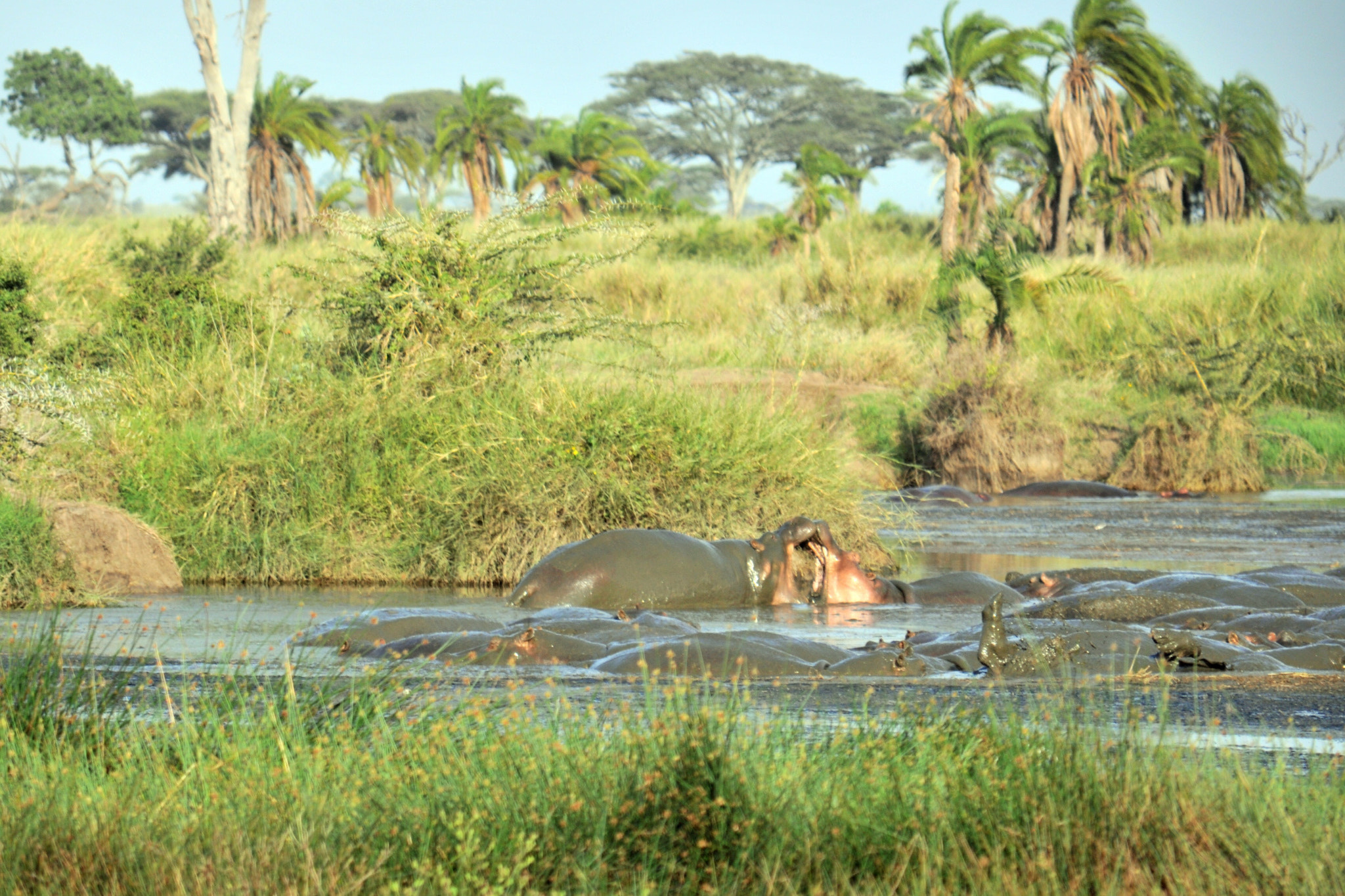 Nikon D90 sample photo. Hippos playing or fighting? photography