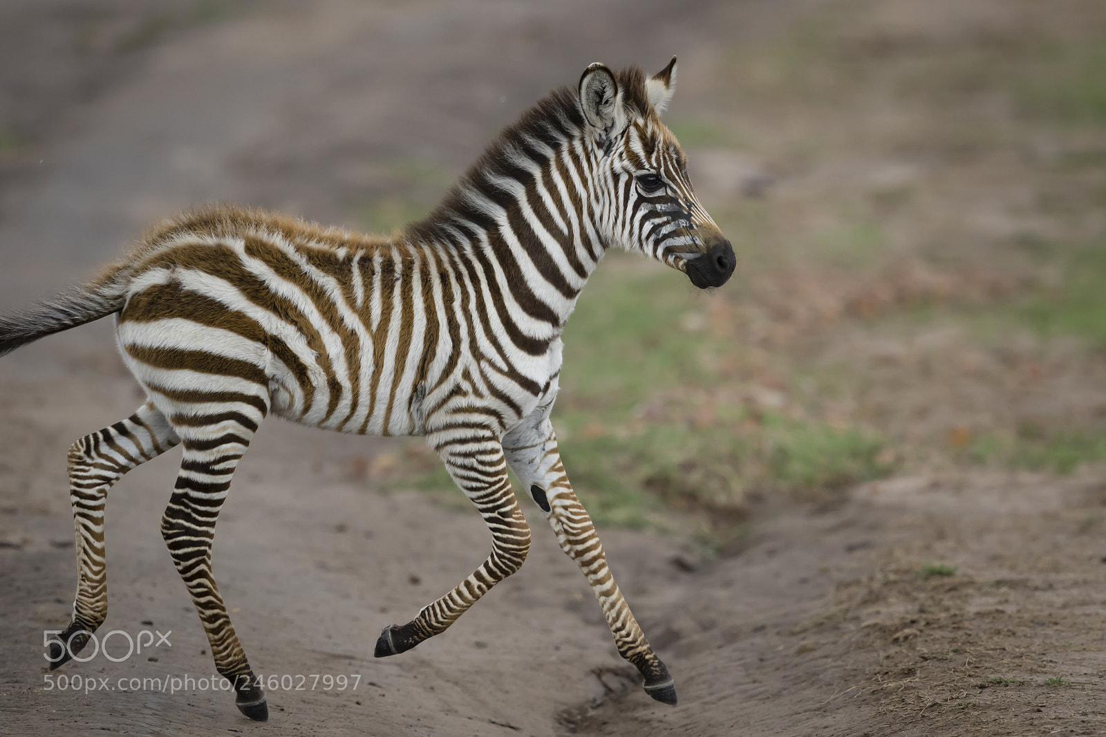 Canon EOS 7D Mark II sample photo. Happy feet photography