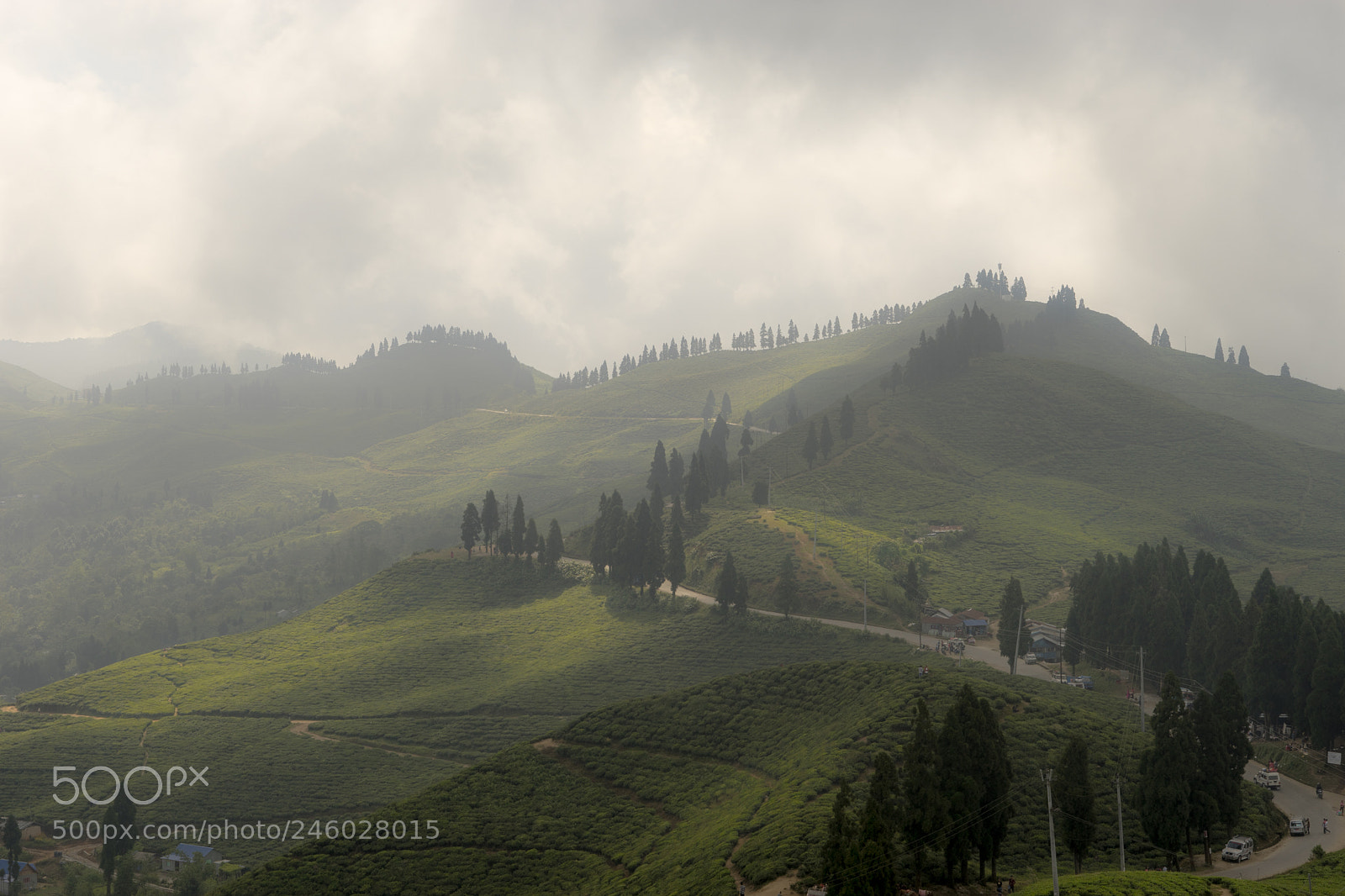 Sony a7 sample photo. Kanyam tea garden photography