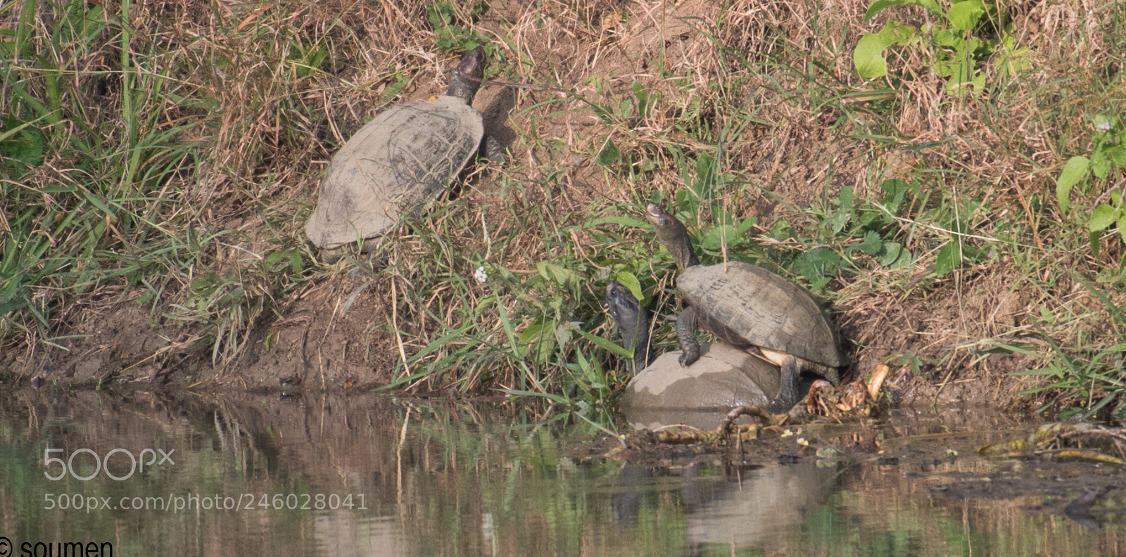 Nikon D5500 sample photo. Love is in the photography