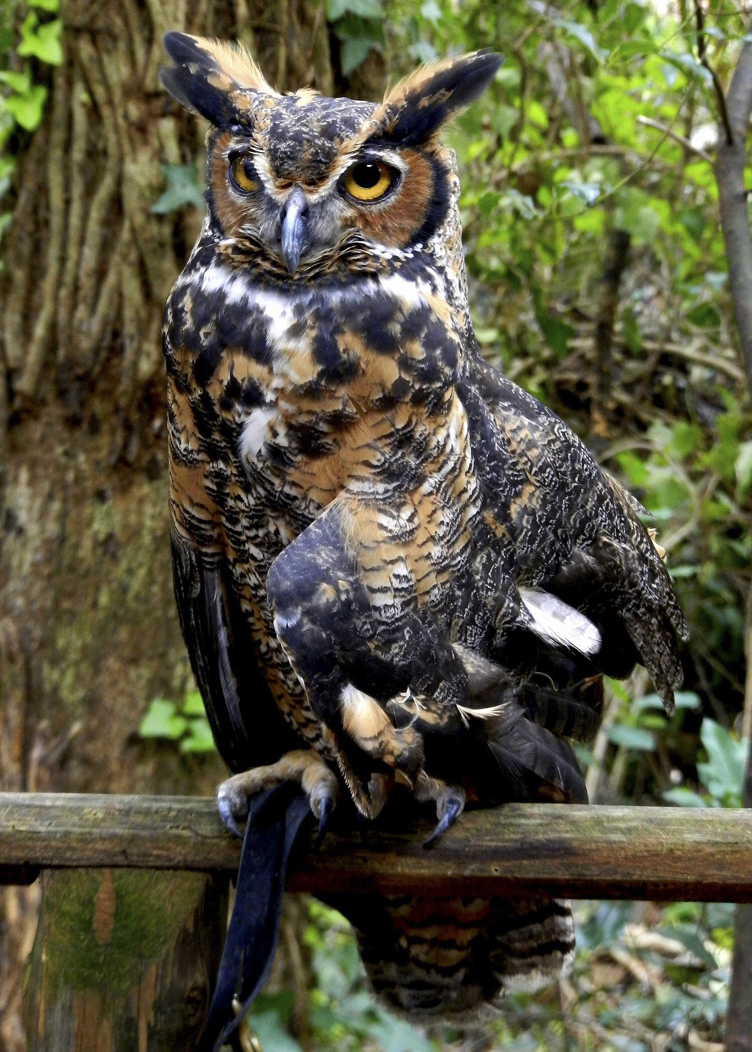 Nikon Coolpix S9100 sample photo. Horned owl. photography