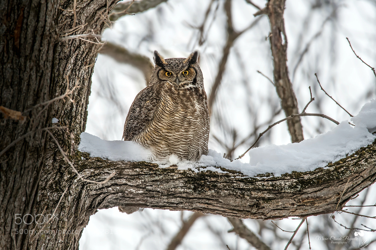 Nikon D500 sample photo. Grand-duc photography