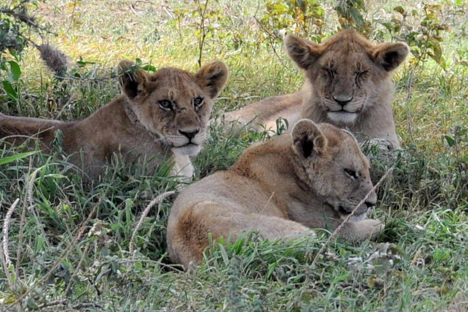 Nikon D90 sample photo. Lion cubs photography