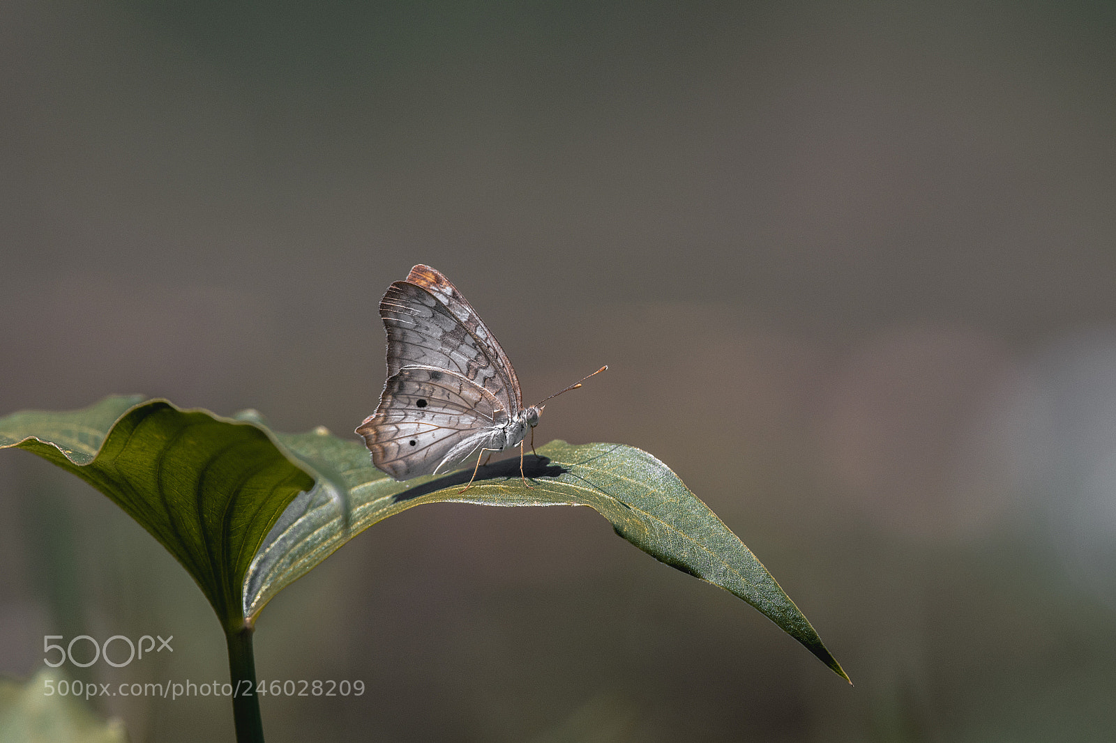 Nikon D500 sample photo. Butterfly photography