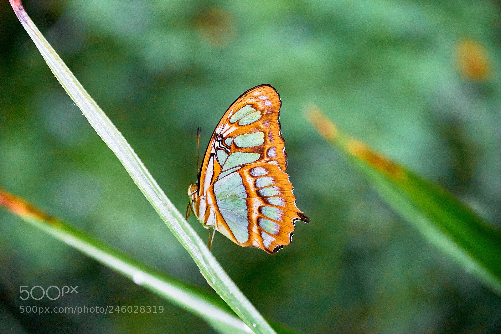 Sony a7 II sample photo. * high iso butterfly * photography