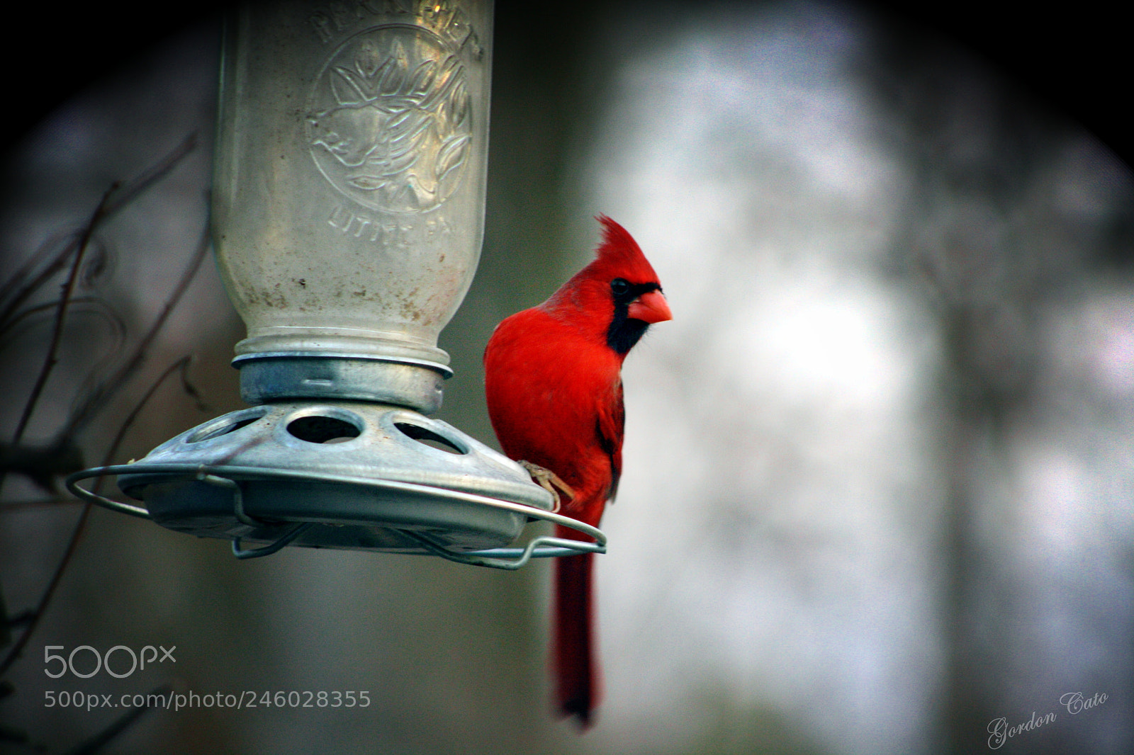 Canon EOS 1000D (EOS Digital Rebel XS / EOS Kiss F) sample photo. Evening cardinal photography