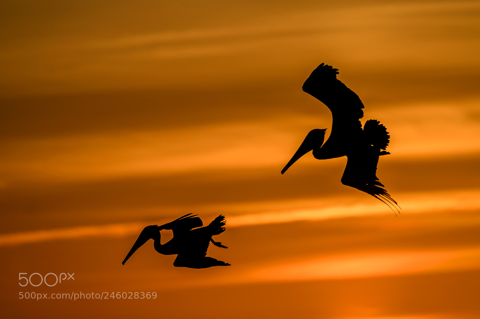 Nikon D5 sample photo. Brown pelicans fishing at photography