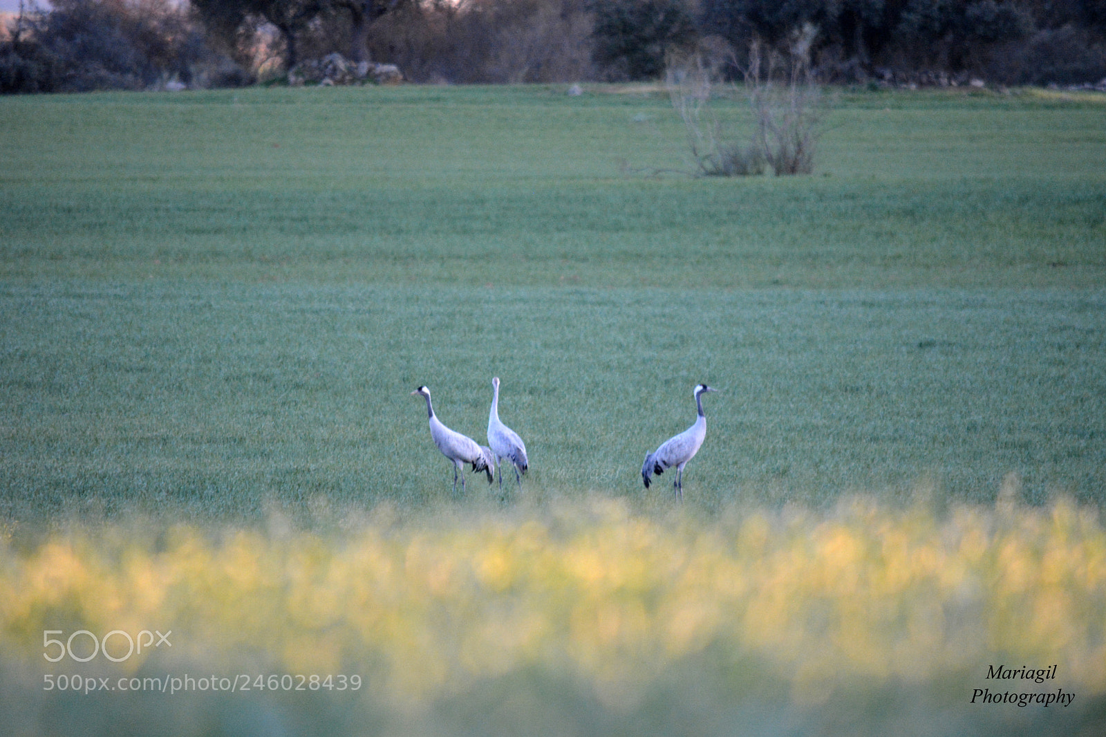 Nikon D5200 sample photo. Grullas en extremadura photography