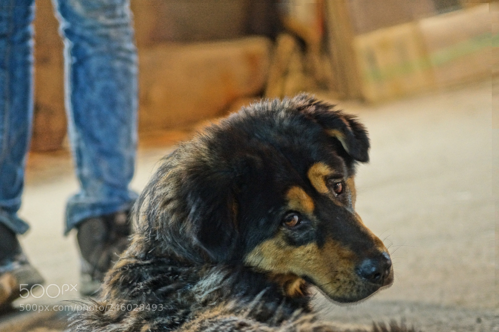 Sony DT 55-200mm F4-5.6 SAM sample photo. Humans best friend ❤️ photography
