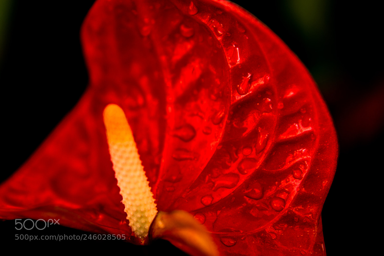 Nikon D7200 sample photo. Orquideas photography