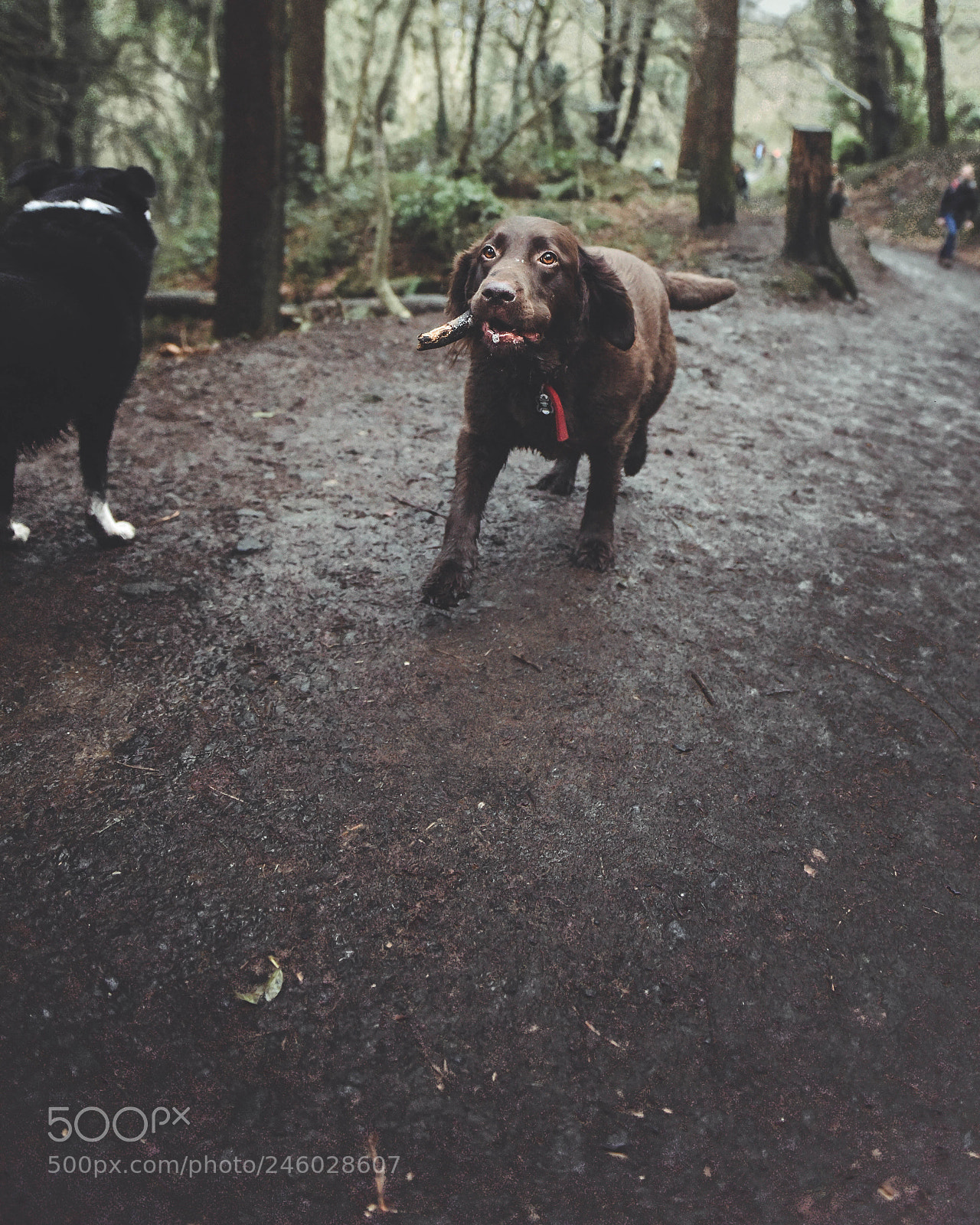 Nikon D810 sample photo. Fetch!!! photography