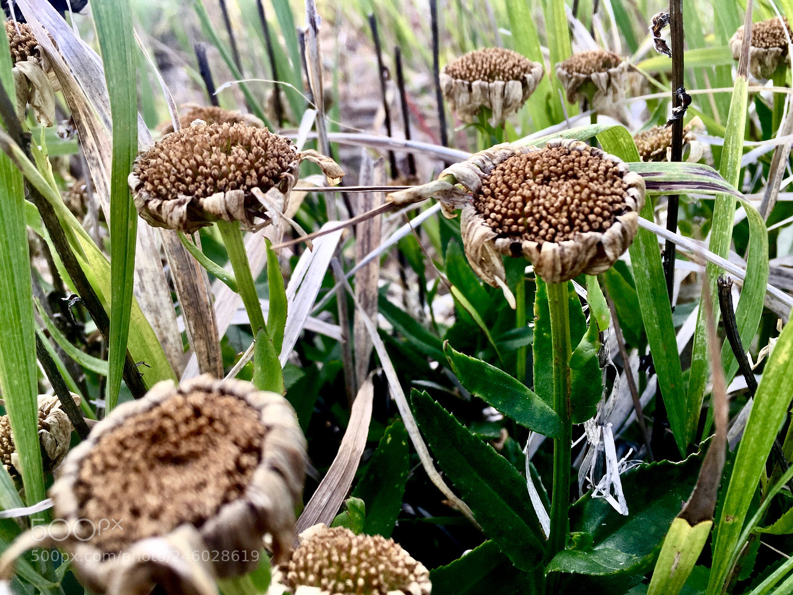 Apple iPhone 6 sample photo. Wild sunflowers drying in photography