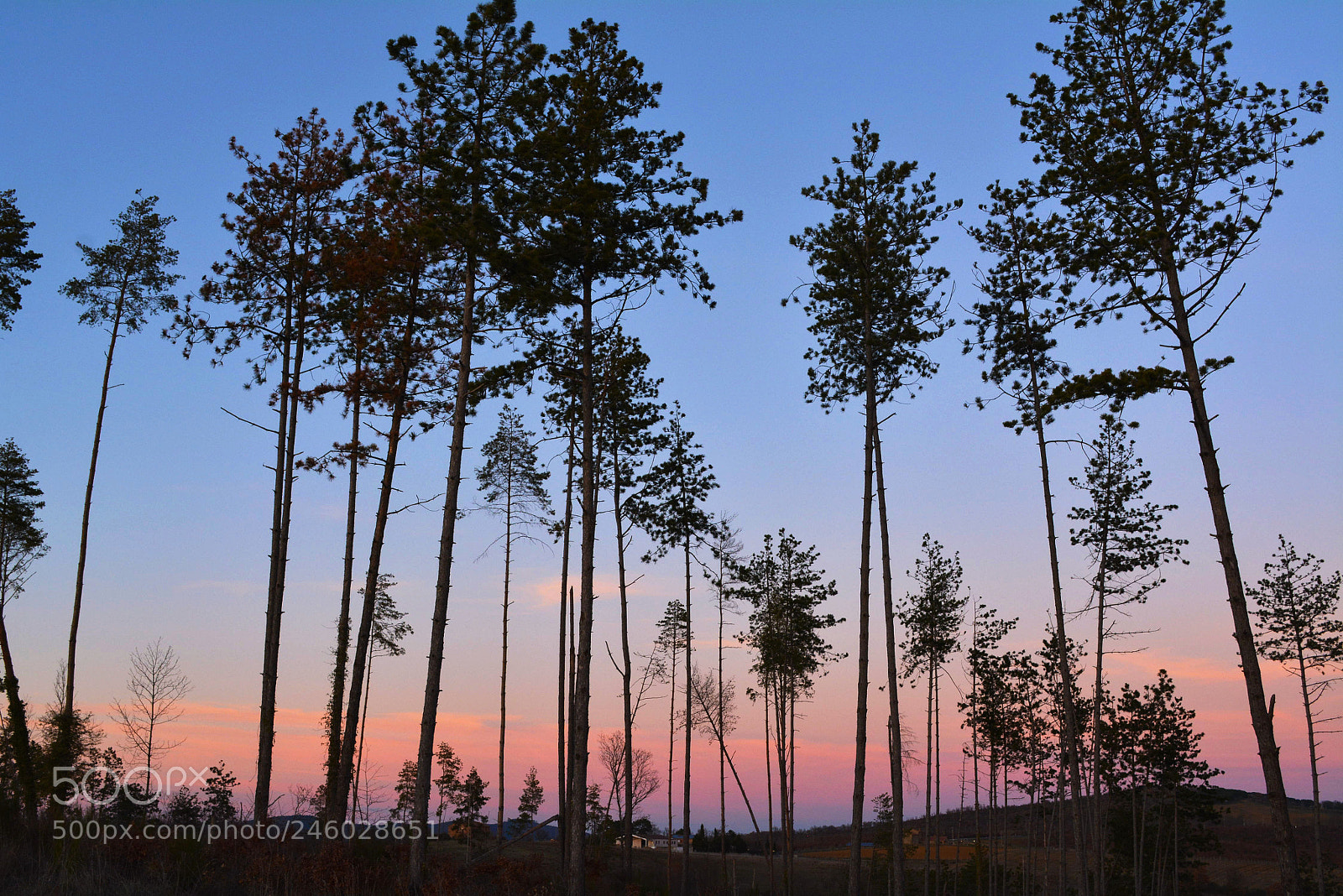 Nikon D5200 sample photo. Young wood photography