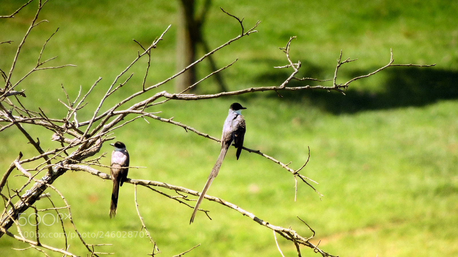 Nikon Coolpix P510 sample photo. Tesoura do brejo... photography