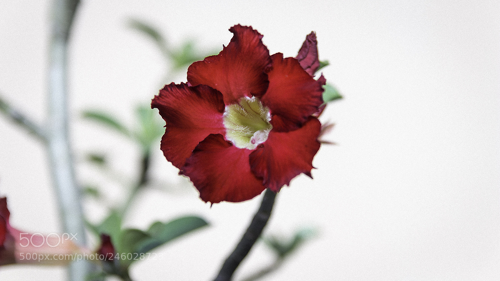 Canon EOS 700D (EOS Rebel T5i / EOS Kiss X7i) sample photo. Flor photography