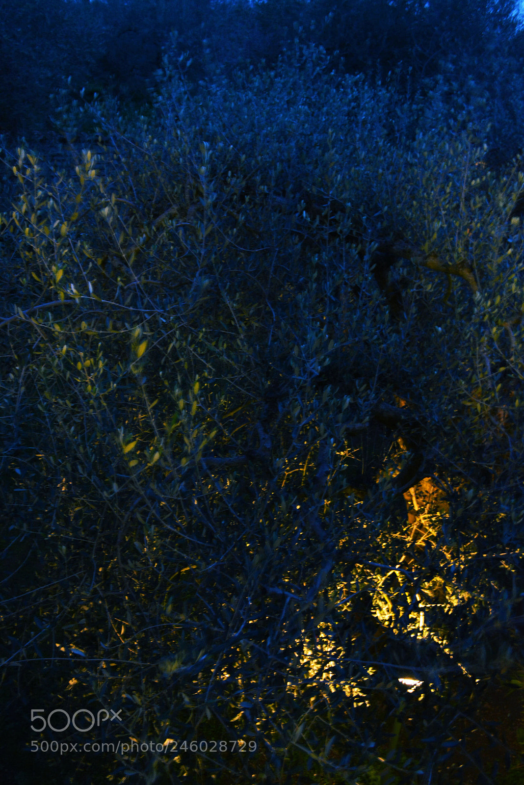 Nikon D5200 sample photo. Ulivo di notte photography